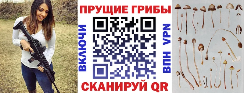 Купить где  Полярные Зори  Галлюциногенные грибы Psilocybe 